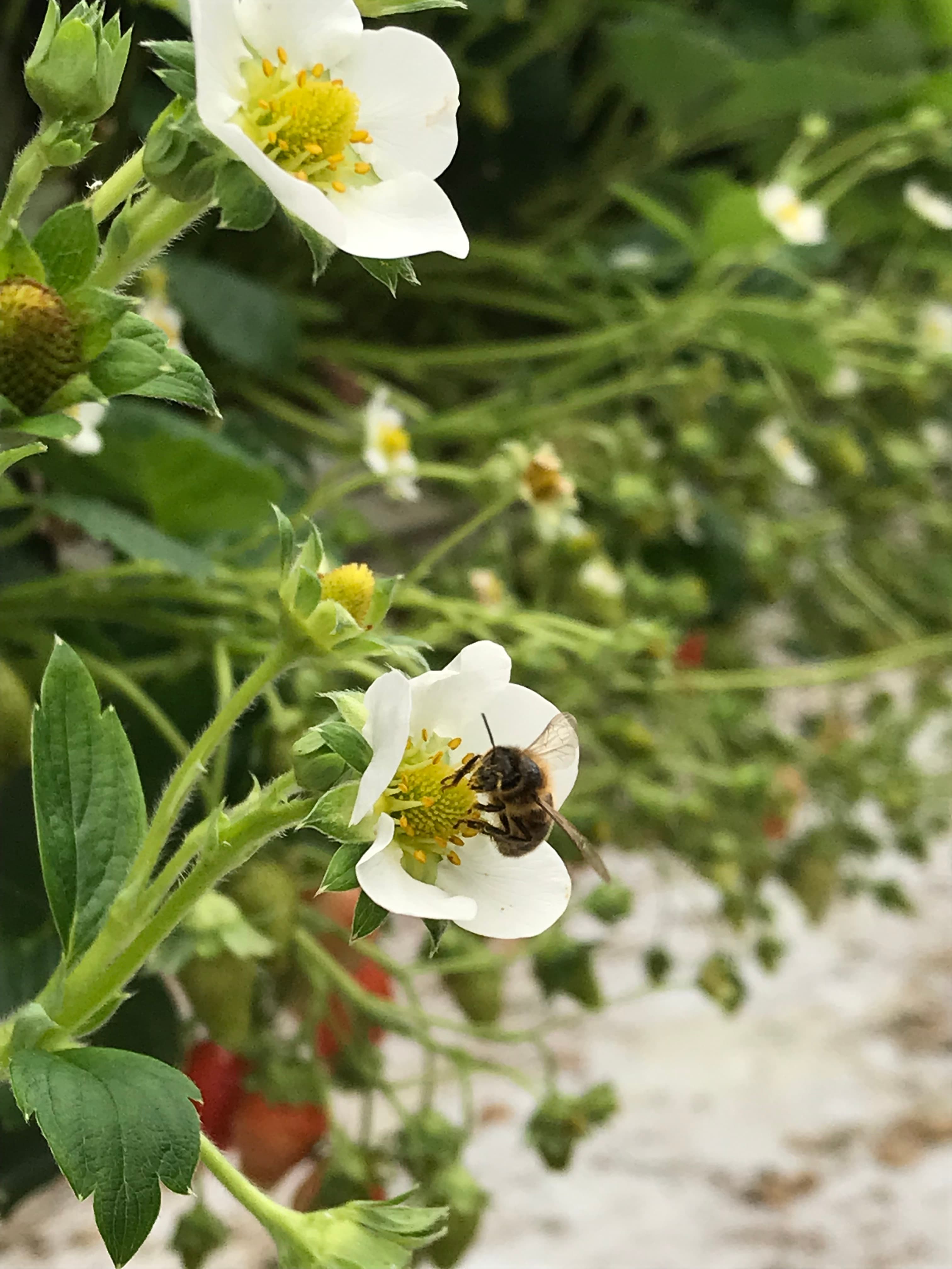Fleurs de fraisiers avec une abeille butineuse
