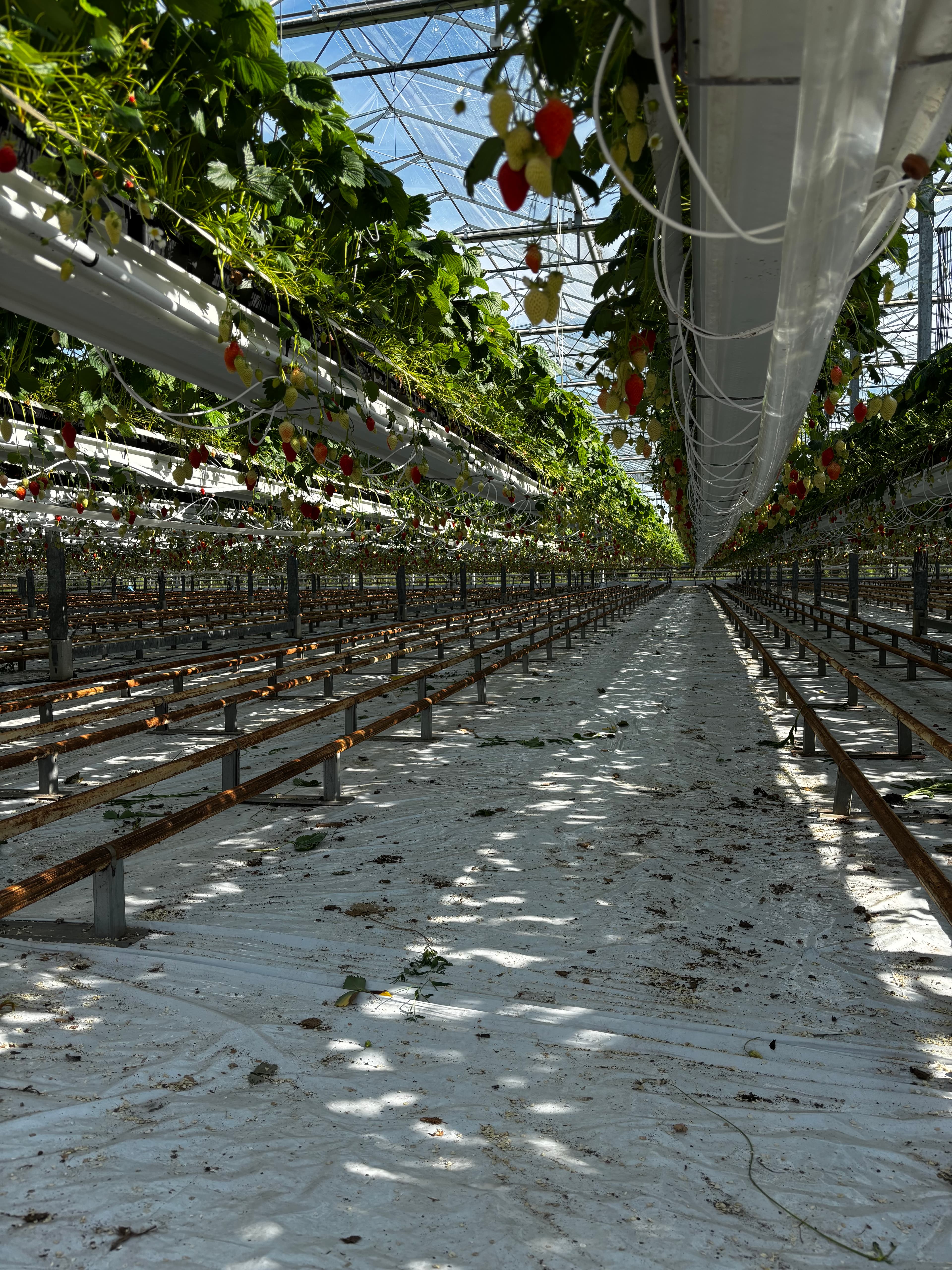 Intérieur des serres avec les plants de fraises en hauteur